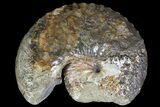 Iridescent Hoploscaphites Ammonite With Wood Stand - SD #93144-2